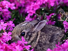 Baby Eastern Cottontail Rabbit, Indiana